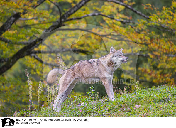 Eurasischer Grauwolf / eurasian greywolf / PW-16876