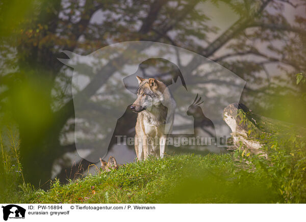 Eurasischer Grauwolf / eurasian greywolf / PW-16894