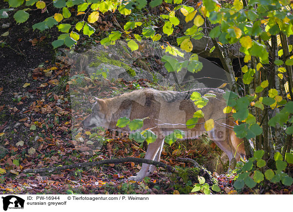 eurasian greywolf / PW-16944
