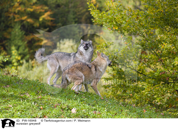 eurasian greywolf / PW-16948