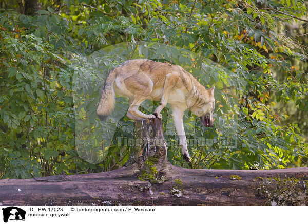 eurasian greywolf / PW-17023