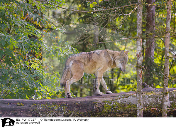 eurasian greywolf / PW-17027