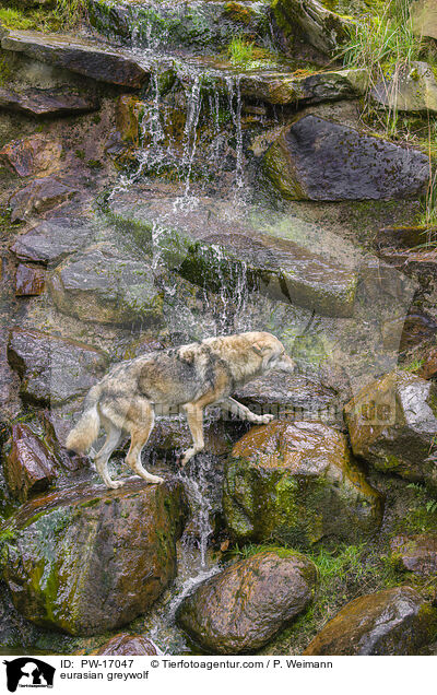eurasian greywolf / PW-17047