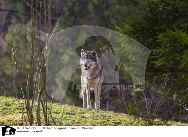 eurasian greywolf / PW-17296