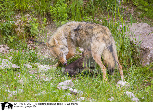 Eurasische Grauwlfe / eurasian greywolfs / PW-17959