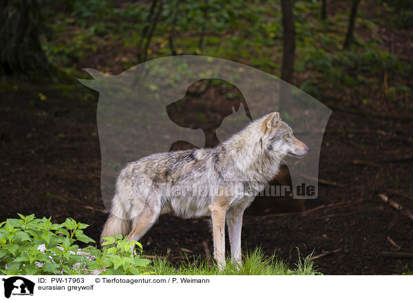 Eurasischer Grauwolf / eurasian greywolf / PW-17963