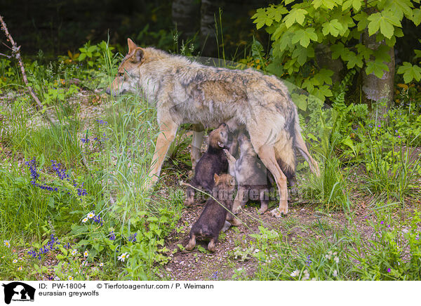 eurasian greywolfs / PW-18004