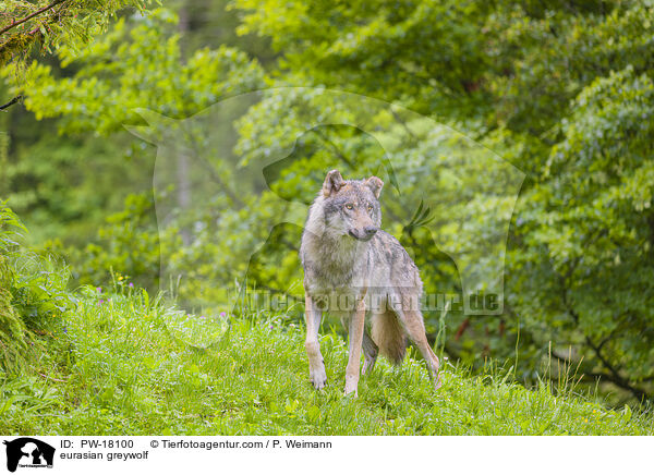 Eurasischer Grauwolf / eurasian greywolf / PW-18100