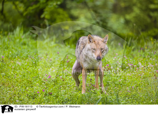 Eurasischer Grauwolf / eurasian greywolf / PW-18113