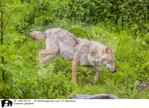 Eurasischer Grauwolf / eurasian greywolf / PW-18115