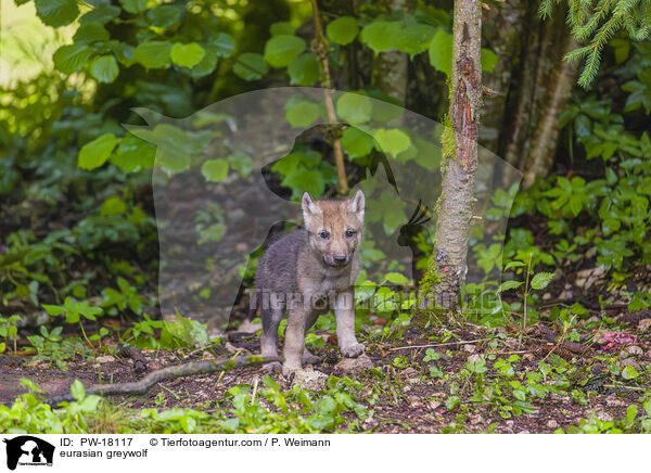 Eurasischer Grauwolf / eurasian greywolf / PW-18117