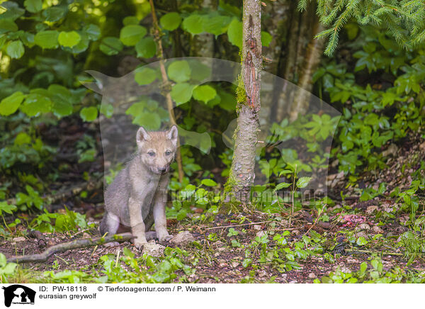 Eurasischer Grauwolf / eurasian greywolf / PW-18118