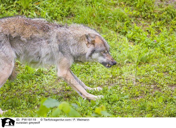 Eurasischer Grauwolf / eurasian greywolf / PW-18119