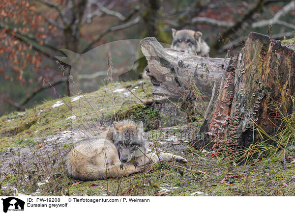 Eurasischer Grauwolf / Eurasian greywolf / PW-19208