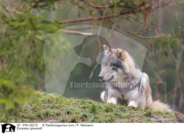 Eurasischer Grauwolf / Eurasian greywolf / PW-19215