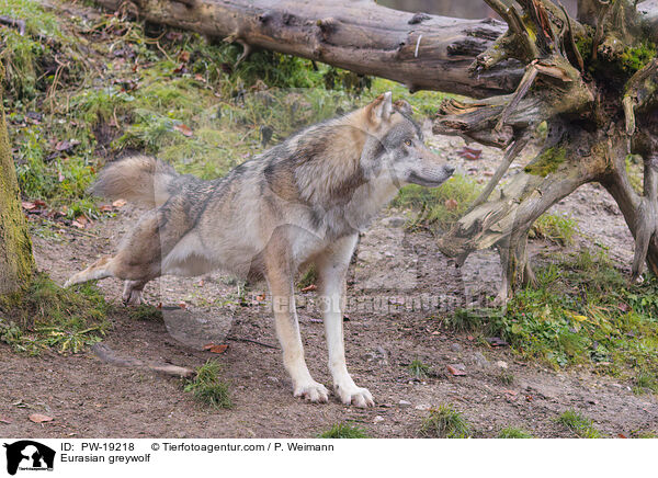 Eurasischer Grauwolf / Eurasian greywolf / PW-19218