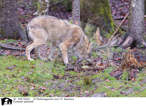 Eurasischer Grauwolf / Eurasian greywolf / PW-19222