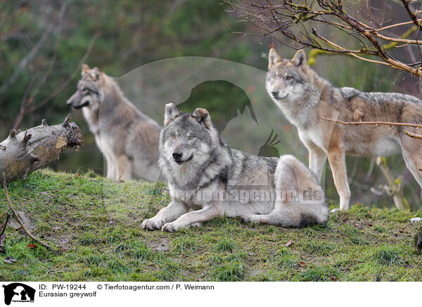Eurasian greywolf / PW-19244