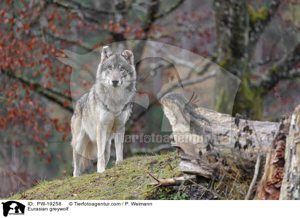 Eurasian greywolf / PW-19258