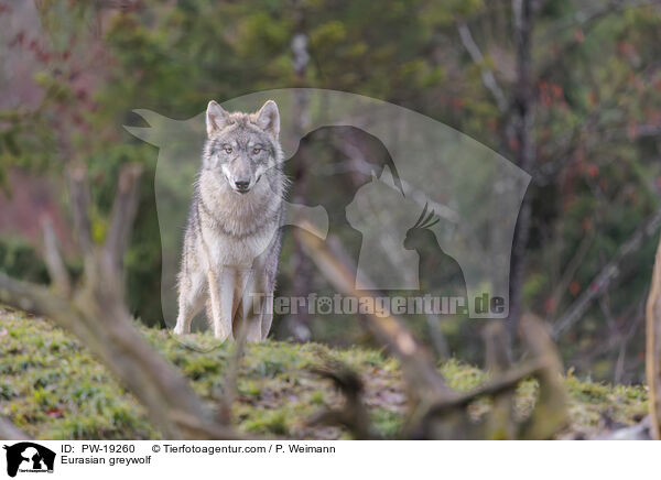 Eurasian greywolf / PW-19260
