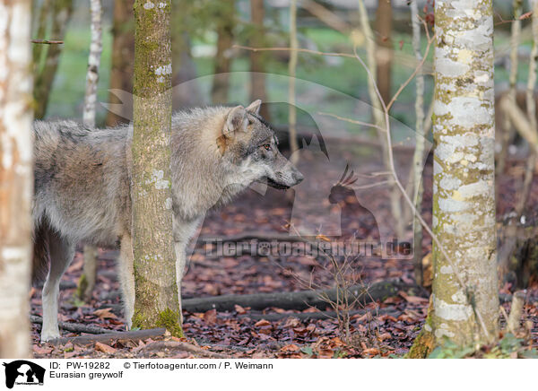 Eurasian greywolf / PW-19282