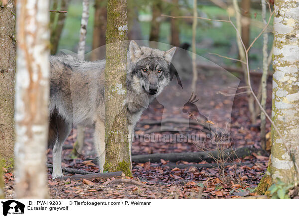 Eurasischer Grauwolf / Eurasian greywolf / PW-19283