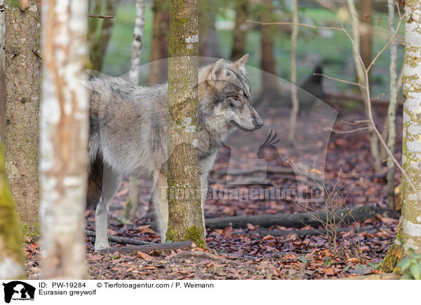 Eurasischer Grauwolf / Eurasian greywolf / PW-19284