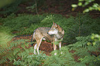 eurasian greywolf