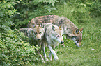 eurasian greywolfs