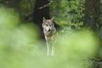 eurasian greywolf