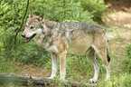 eurasian greywolf