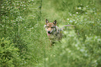 eurasian greywolf