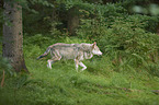 eurasian greywolf