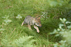 eurasian greywolf
