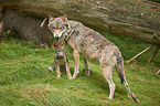 eurasian greywolfs