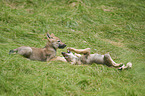 eurasian greywolfs