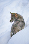 eurasian greywolf