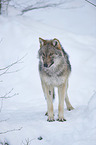eurasian greywolf