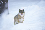 eurasian greywolf