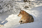 eurasian greywolf