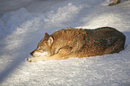eurasian greywolf