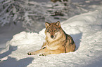 eurasian greywolf