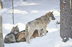 eurasian greywolves