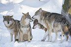 eurasian greywolves