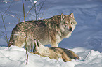 eurasian greywolves