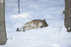 eurasian greywolf