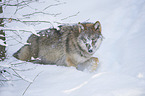 eurasian greywolf