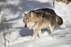 eurasian greywolf