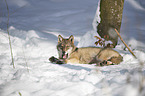 eurasian greywolf
