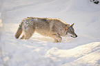 eurasian greywolf